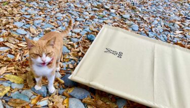 月川荘キャンプ場のネコ